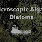 Microscopic Algae Diatoms
