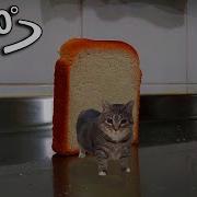 Toast Falling Over W W OIIA OIIA Spinning Cat 360 VR Video