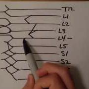 How To Draw The Lumbosacral Plexus