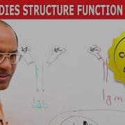 Antibodies Immunoglobulins Structure Function Part 2