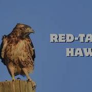 The Real Red Tailed Hawk Call Listen To Its Iconic Screech