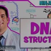 Cell Biology DNA Structure Organization