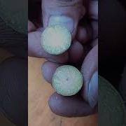 Exotic Tiny Sapodilla Fruit Shorts Fruits