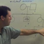 X Linked Recessive Pedigree