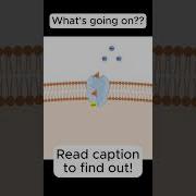 Sodium Potassium Pump More Info In Description Shorts Biology