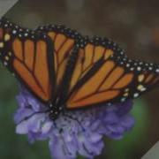Freedom Summer Book Trailer