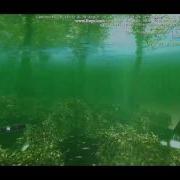 Underwater Gnome Hunting