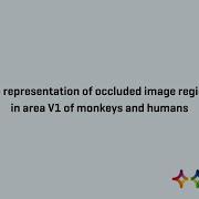 The Representation Of Occluded Image Regions In Area V1 Of Monkeys And Humans