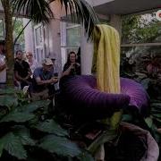 Corpse Flower That Smells Like Rotting Meat Attracts Crowds REUTERS