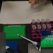 LAMP Assay For Detecting Grapevine Red Blotch Virus 2 0