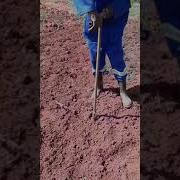 Soil Sampling Using Soil Auger