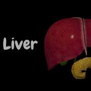 Liver Anatomy Function Topography External Structures Ligaments