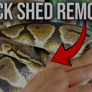 How To Help Ball Python Shed