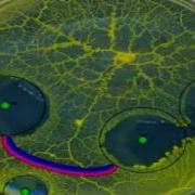 Simulating Physarum In Oregonator Model