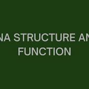 DNA Structure And Function