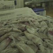 Seafood Clean Up And Selection For Packing Limpieza Y Selección Para Empacado