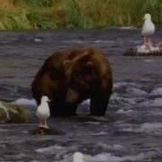 Farting Bear