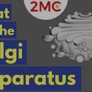 The Golgi Apparatus Structure And Function The Endomembrane System