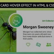 CSS Card Hover Effects Animation Html CSS