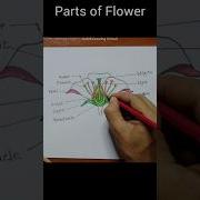 Longitudinal Section Of Flower Drawing Shorts Botany Longitudinalsectionofflower