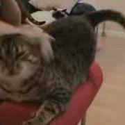 Tia Bongo Cat 1