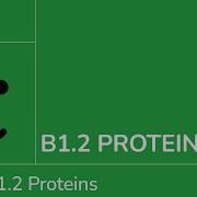 B1 2 Proteins IB Biology SL HL