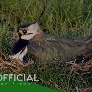 Top 10 Lowest Nest In The Birds World BBTV Official Wildlife Documentary
