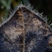 Sunrise Burns Away The Spring Frost Macro Timelapse Video
