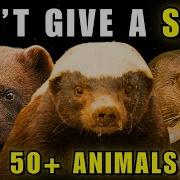 50 Fearless Animals That Don T Give A Sh T