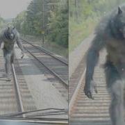 REAL Cryptids Caught Clearly On Camera Part 4