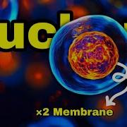 Cell Nucleus Structure And Functions In 3 Minutes