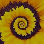 Spiral Dynamics Stage Yellow