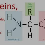 Proteins Enzymes Regular Biology