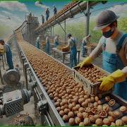 How California Farmers 2 9 Billion Pounds Of Walnuts Harvested Processing Walnuts Mega Factory