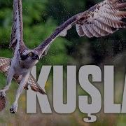 KUŞLARIN BÜYÜLEYİCİ DÜNYASI Mazlum Kiper Anlatımıyla Tam Bölüm