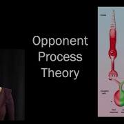 Color IDSC250 Opponent Process Theory I