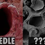 Objects Under An Electron Microscope Incredible Electron Microscope Images