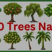 100 Trees Name In English All Plants Name In English List Of Trees Names Trees Tree Treesname
