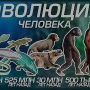 ЭВОЛЮЦИЯ ЧЕЛОВЕКА ОТ КЛЕТКИ ДО ЧЕЛОВЕКА РАЗУМНОГО