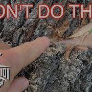 No Nonsense Guide To Tree Felling How To Cut Down A Tree Safely FarmCraft101
