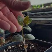 Pinching Snapdragon Seedlings Shorts