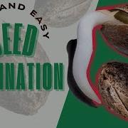 Fast Easy Seed Germination 100 Success Guaranteed How To Germinate Seed In 2024 G7 Genetics