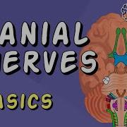 Cranial Nerve BASICS The 12 Cranial Nerves And How To REMEMBER Them