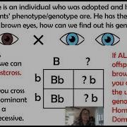 Testcross In Genetics Explained