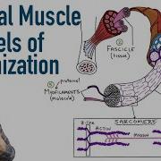 Skeletal Muscle Levels Of Organization Filament Basics