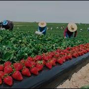 How Strawberry Jam Is Made In Factory Strawberry Jam Factory Process