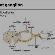 Back And Spinal Cord LO 7 Spinal Nerves