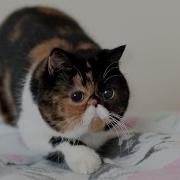 Funny Cat Attacks Bedsheets
