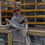 20 Foot Snake Attack While Collecting Eggs