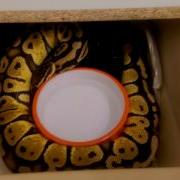Female Ball Pythons Going Into Breeding Mode